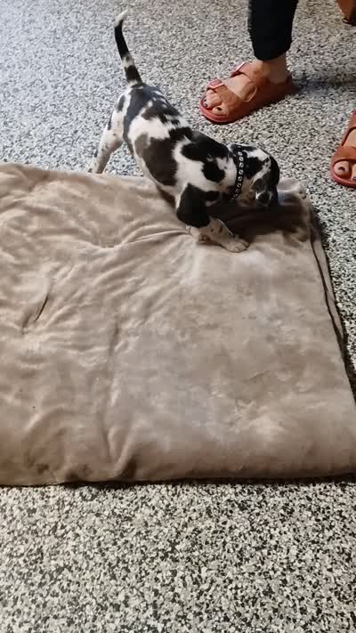 Toby, a male Great Dane and Labrador Retriever for sale in Blacksburg, SC – 4 of 4
