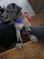 Max, a male Great Dane and Labrador Retriever for sale in Blacksburg, SC – 2 of 5