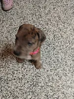 Ember, a female Great Dane and Labrador Retriever for sale in Blacksburg, SC – 6 of 10