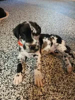 Big Red, a male Great Dane and Labrador Retriever for sale in Blacksburg, SC – 2 of 8