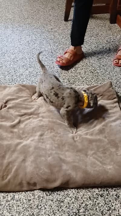 Nelly, a female Great Dane and Labrador Retriever for sale in Blacksburg, SC – 4 of 4