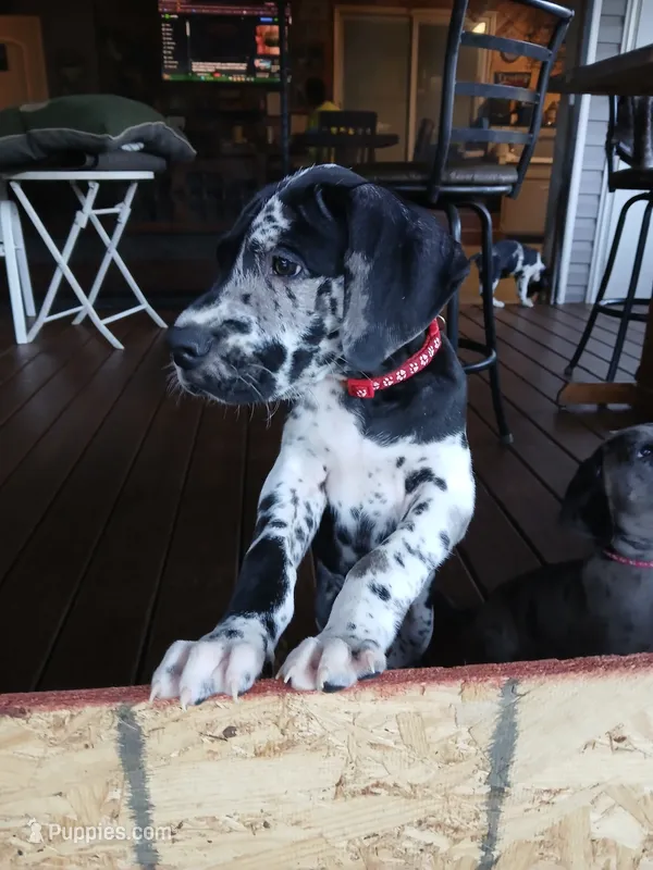 Big Red – Great Dane, Labrador Retriever puppy for sale in Blacksburg, SC