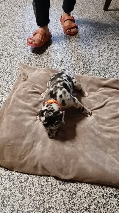 Honey, a female Great Dane and Labrador Retriever for sale in Blacksburg, SC – 2 of 2