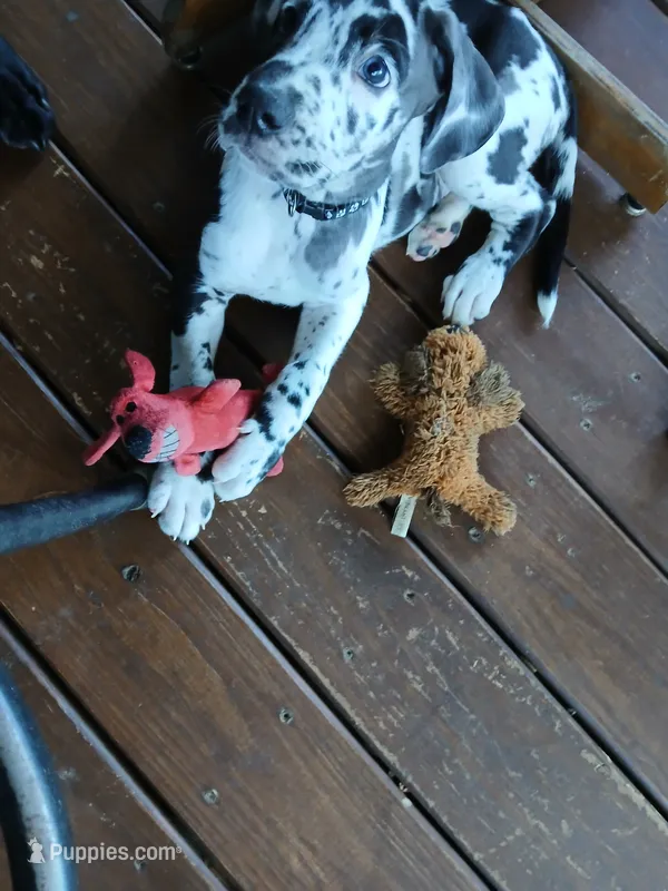 Toby – Great Dane, Labrador Retriever puppy for sale in Blacksburg, SC