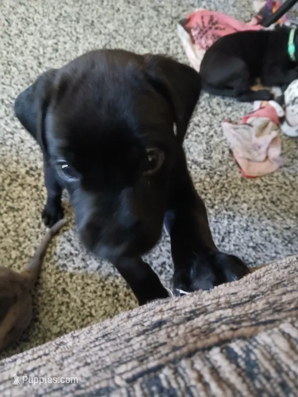 Dash – Great Dane, Labrador Retriever puppy for sale in Blacksburg, SC