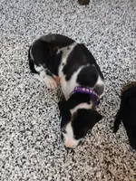 Zoey, a female Great Dane and Labrador Retriever for sale in Blacksburg, SC – 2 of 4