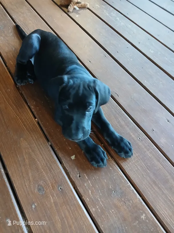 Willow – Great Dane, Labrador Retriever puppy for sale in Blacksburg, SC