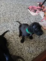 Dash, a male Great Dane and Labrador Retriever for sale in Blacksburg, SC – 4 of 5
