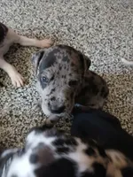 Max, a male Great Dane and Labrador Retriever for sale in Blacksburg, SC – 1 of 5