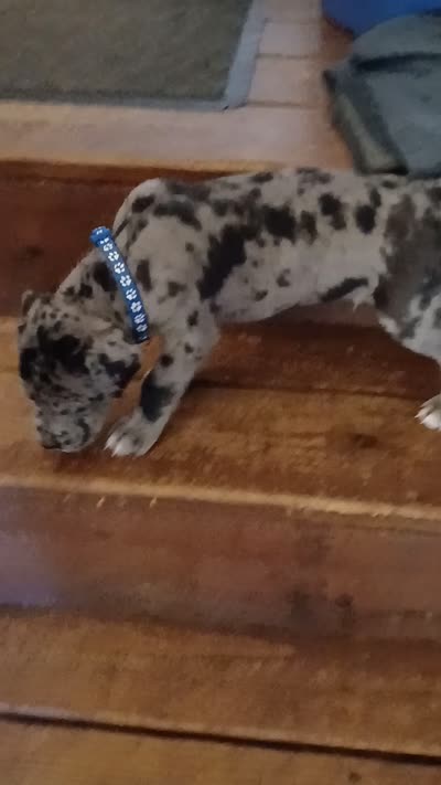 Max, a male Great Dane and Labrador Retriever for sale in Blacksburg, SC – 4 of 5