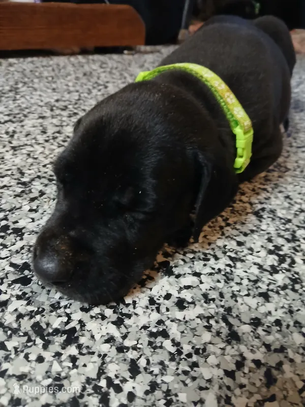 Misty – Great Dane, Labrador Retriever puppy for sale in Blacksburg, SC