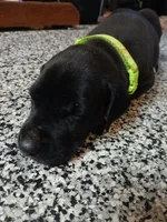 Misty, a female Great Dane and Labrador Retriever for sale in Blacksburg, SC – 1 of 3