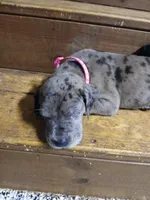 Ember, a female Great Dane and Labrador Retriever for sale in Blacksburg, SC – 2 of 10