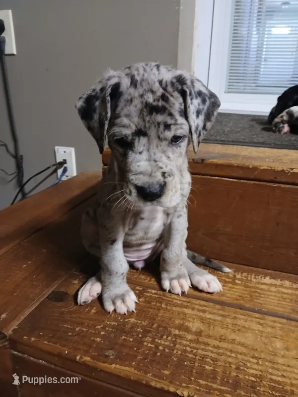 Nelly – Great Dane, Labrador Retriever puppy for sale in Blacksburg, SC