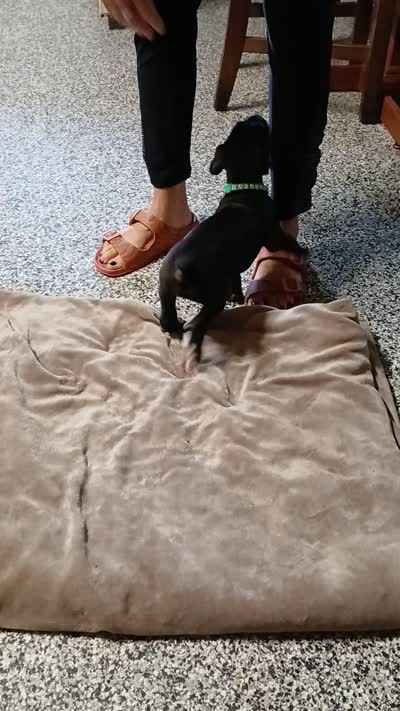 Dash, a male Great Dane and Labrador Retriever for sale in Blacksburg, SC – 5 of 5