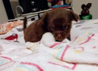 Kyia (longhaired), a female Chihuahua for sale in Lumberton, NC – 2 of 5