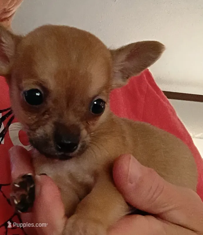 Lee (teacup) – Chihuahua puppy for sale in Lumberton, NC
