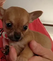 Lee (teacup), a male Chihuahua for sale in Lumberton, NC – 1 of 3
