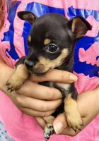 Trev (teacup), a male Chihuahua for sale in Lumberton, NC – 3 of 3