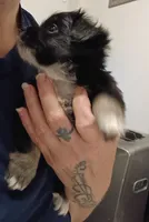 Lulu (teacup), a male Chihuahua for sale in Lumberton, NC – 2 of 5