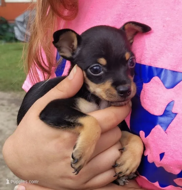 Trev (teacup) – Chihuahua puppy for sale in Lumberton, NC