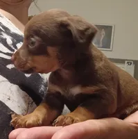 Trev, a male Chihuahua for sale in Lumberton, NC – 2 of 4