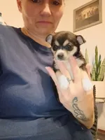 Tam, a female Chihuahua for sale in Lumberton, NC – 2 of 3