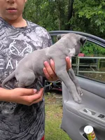 Remz, a female American Pit Bull Terrier for sale in Pembroke, NC – 3 of 5