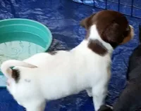 Cici, a female Chihuahua for sale in Lumberton, NC – 2 of 3