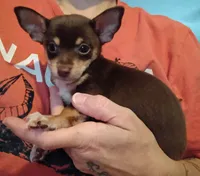 Kieva, a male Chihuahua for sale in Pembroke, NC – 2 of 3