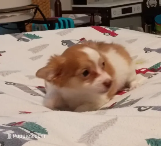 Trissie – Chihuahua puppy for sale in Lumberton, NC