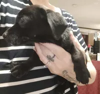 Lila, a female Chihuahua and Miniature Dachshund for sale in Lumberton, NC – 2 of 5