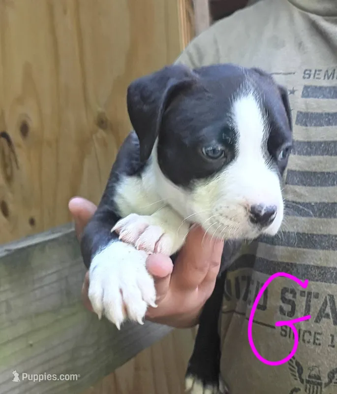 Mylie – American Pit Bull Terrier puppy for sale in Lumberton, NC