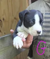 Mylie, a female American Pit Bull Terrier for sale in Lumberton, NC – 3 of 9