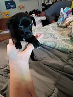 Midnight, a male Chihuahua for sale in Pembroke, NC – 3 of 4