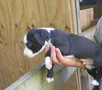 Mylie, a female American Pit Bull Terrier for sale in Lumberton, NC – 2 of 9