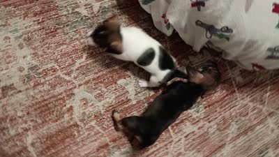 Todd , a male Chihuahua and Miniature Dachshund for sale in Lumberton, NC – 3 of 3