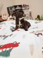 Vince, a male Chihuahua for sale in Lumberton, NC – 3 of 5