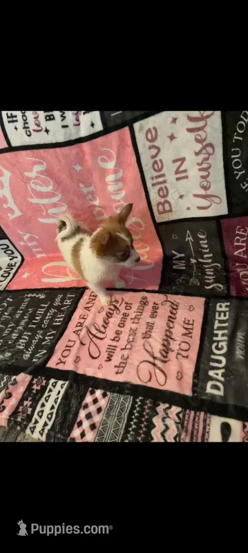 Trissie (longhaired) – Chihuahua puppy for sale in Lumberton, NC
