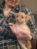 Carson (longhaired), a male Chihuahua for sale in Lumberton, NC – 2 of 3