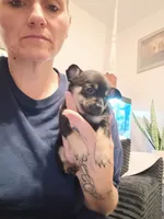 Carson, a male Chihuahua for sale in Lumberton, NC – 2 of 2