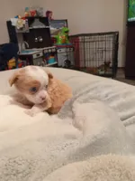 Sherm (longhaired), a male Chihuahua for sale in Lumberton, NC – 4 of 4