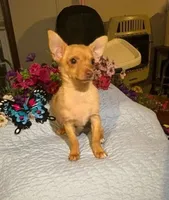 Jimbo, a male Chihuahua for sale in Lumberton, NC – 3 of 4
