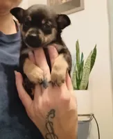Pete, a male Chihuahua for sale in Lumberton, NC – 1 of 4