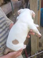 Crista, a female American Bully for sale in Pembroke, NC – 2 of 3