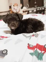 Carra, a female Chihuahua for sale in Lumberton, NC – 2 of 6