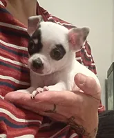 Zen (apple head), a male Chihuahua for sale in Lumberton, NC – 4 of 6