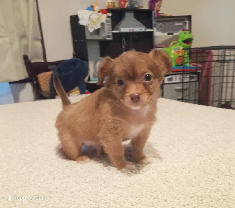 Blaze (longhaired) – Chihuahua puppy for sale in Lumberton, NC