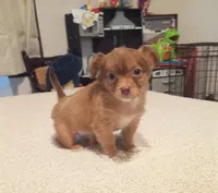 Blaze (longhaired), a male Chihuahua for sale in Lumberton, NC – 1 of 3
