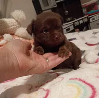 Kyia (longhaired), a female Chihuahua for sale in Lumberton, NC – 3 of 5